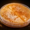 Sidr Honeycomb 1 kg